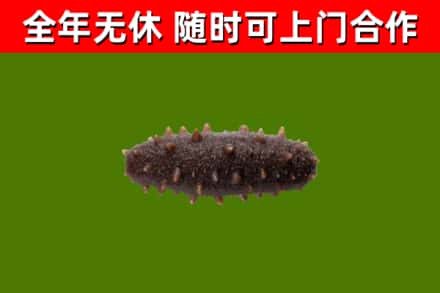 电白烟酒回收干海参.jpg